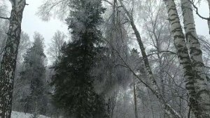 Выход в лес с ЗАПАДНО-СИБИРСКИМИ ЛАЙКАМИ//Ищем зверя