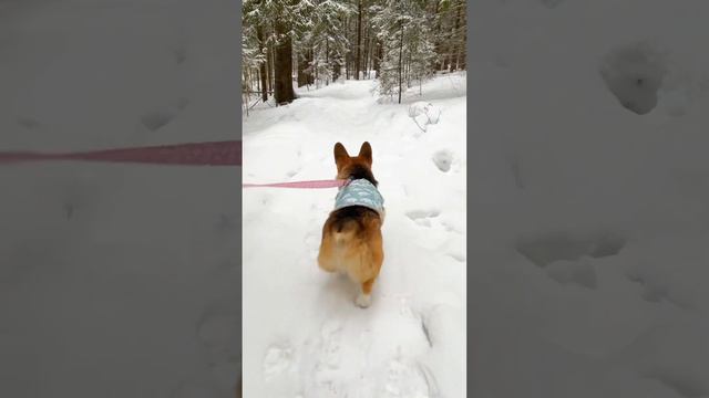 It’s stay home and cuddle type of weather for my corgi