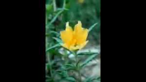 Владимирский централ, Михаил Круг, кавер | Vladimirskiy Central, cover