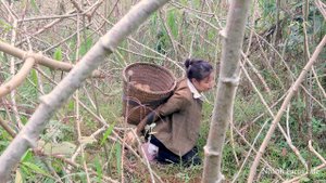 Bad Guy Attacked While Nhinh Harvests Cassava Alone in The Forest, Farm Life in The Green Forest