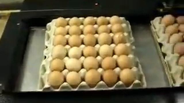 Маркиратор для яиц с конвейером от ГК 