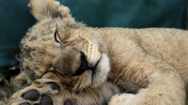 Спокойной ночи и сладких снов! Музыкальная открытка перед сном. Для друзей. смотреть онлайн