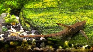 Гуппи, молинезии, коридорасы, карликовые раки, лягушки и прочие обитатели