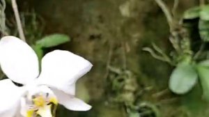 Phalaenopsis amabilis