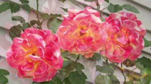 Татьяне  Радовать