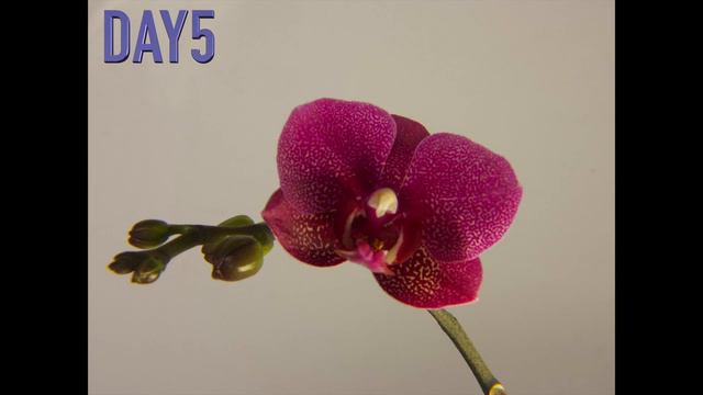 Brilliant spring-Phalaenopsis(1) смотреть онлайн