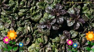 Живучка гибридная Металика криспа. Краткий обзор, описание характеристик ajuga Metallica Crispa