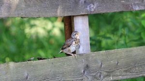 Дрозд Рябинник кормит птенца Turdus pilaris вид европейских дроздов