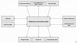 11.27 Подробное разъяснение. Педункуло-понтийное ядро