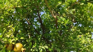 Как растет гранат в Турции. Природа Турции. Гранатовое дерево. Драгоценная ягода гранат.