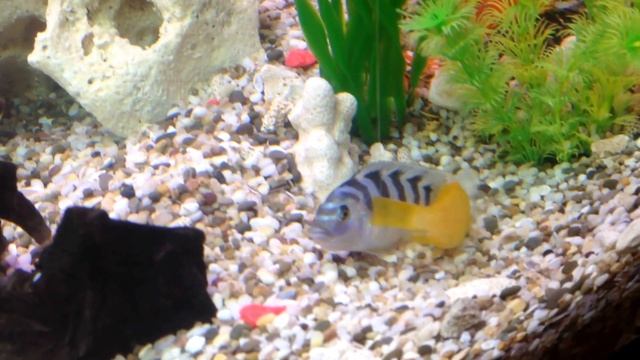 Цихлиды Малави мечут икру (african cichlids lombardoi) смотреть онлайн