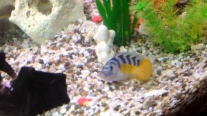 Цихлиды Малави мечут икру (african cichlids lombardoi)