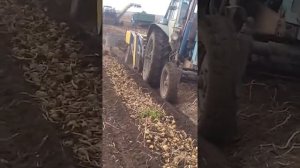 Раздельная уборка картофеля