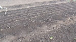 Лук репчатый. Сеем чернушку на севок.
