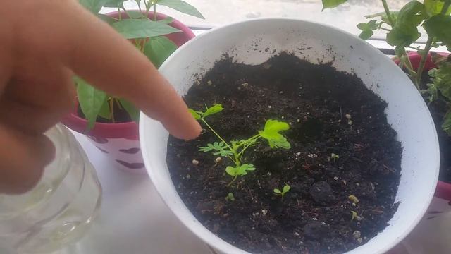 Очень чувствительное растение смотреть онлайн