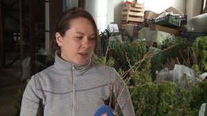 ПОСВИР начал продавать цветы и саженцы