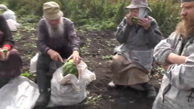 Как бы ритуал обязательный при копке картошки – подкрепление арбузом. 10. 09. 2018 смотреть онлайн
