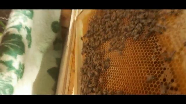 ✅Способ подсадки ценных маток Buckfast✅ смотреть онлайн