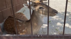 4Д Четыре девочки. Настя, Мила и Тая, ферма Ишачок гуляем по зоопарку кормим животных #НастяиМилана