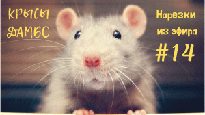 НАРЕЗКИ ИЗ ЭФИРА | КРЫСЫ #14
