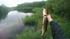 Весенняя щука 2015 на вертушку PONTOON 21 SYNCHRONY №3