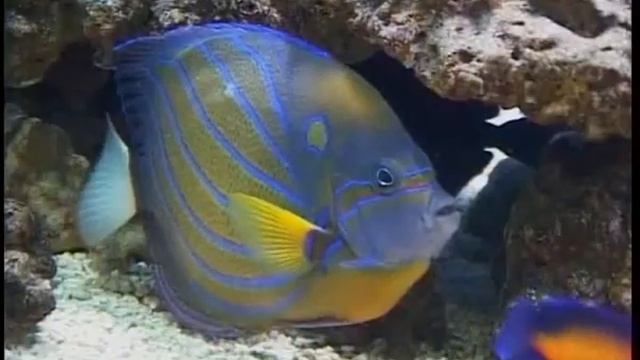 Как подобрать лучепёрых рыб из класса Actinopterygii для содержания в домашнем морском аквариуме ? смотреть онлайн