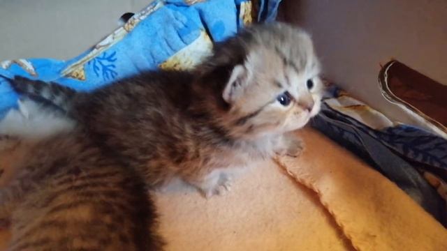 Котята золотая шиншилла,Учимся ходить. 2недели.