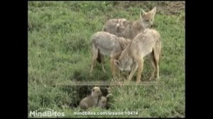 Про животных: обыкновенный шакал