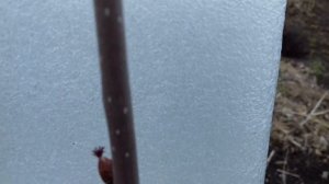 Фундук Московский Рубин - суперсорт.Кизил - суперкультура.ТАЙМКОДЫ.