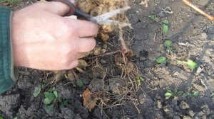 Выкапываем георгины и убираем на зимнее хранение