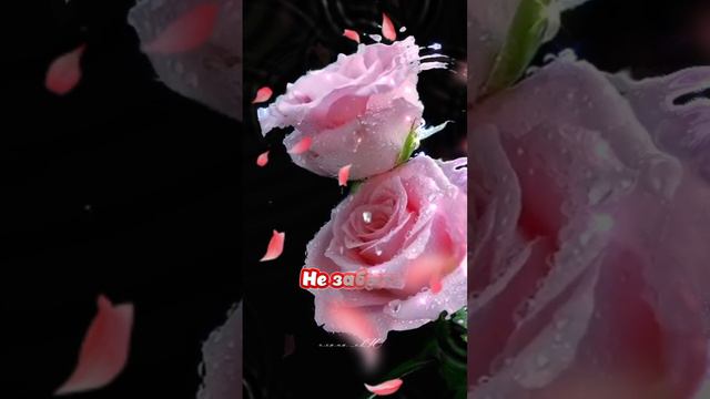 Красивая видеооткрытка