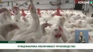Птицефабрика в Казахстане | Оборудование SAGRADA