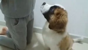 Дрессировка щенка сенбернара. Выдержка. Saint Bernard puppy training