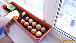 Зеленый лук на подоконнике! Как вырастить на перо зелень Супер ответ