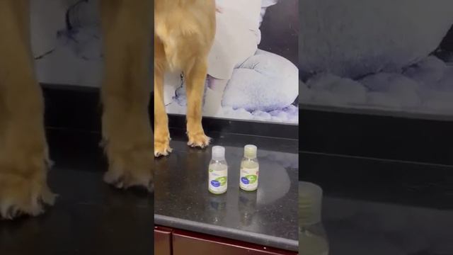 لكلب مايلو الشقى يجرب و يدلع مع شامبو هيرآ دلع اليفك Let your Pet Enjoy Kills