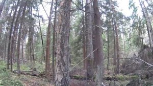 Опята! Удачный выезд за опятами! Осенний лес