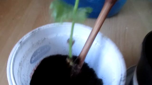 Виноград. Как укоренить Кодрянку? смотреть онлайн