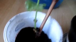 Виноград. Как укоренить Кодрянку?