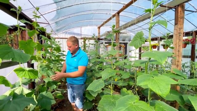 Огурец в теплице: формировать или нет, выбор за Вами смотреть онлайн