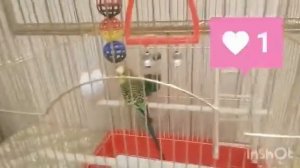 Все о Волнистом попугайчике||Скоро годик !
