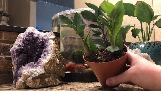 Plant Haul | Winter 2019 смотреть онлайн