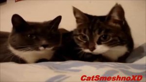 Две кошки болтают