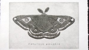 Демонстрация рельефа оттиска с офорта "Павлиноглазка"