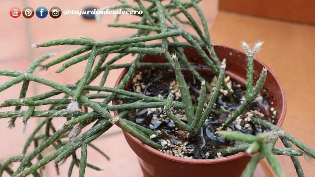 Rhipsalis pilocarpa ? [Ficha de cactus: DESCRIPCIÓN + CUIDADOS] смотреть онлайн