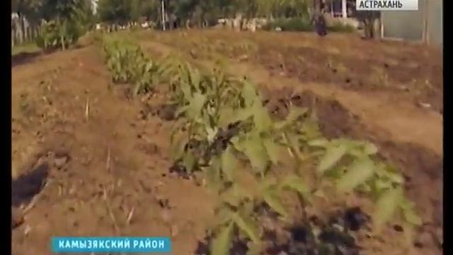 В Астраханской области сельские школьники учатся сажать огурцы смотреть онлайн
