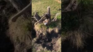 Как удалить большой пень яблони