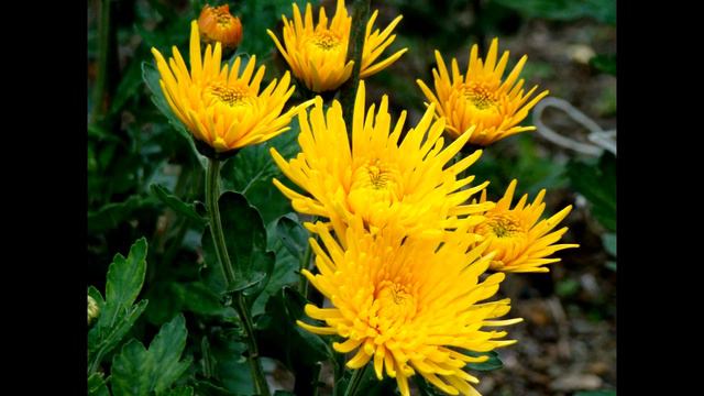 АХ,ЭТИ СОЛНЕЧНЫЕ ЦВЕТЫ komur смотреть онлайн