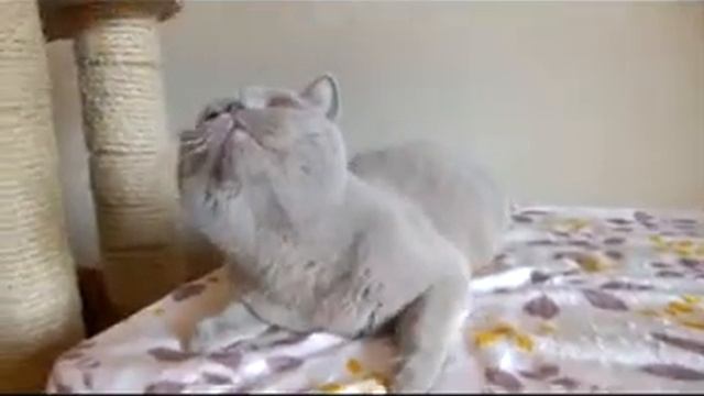 Британский кот редкого окраса фавн PLATON Tamaky*RU смотреть онлайн