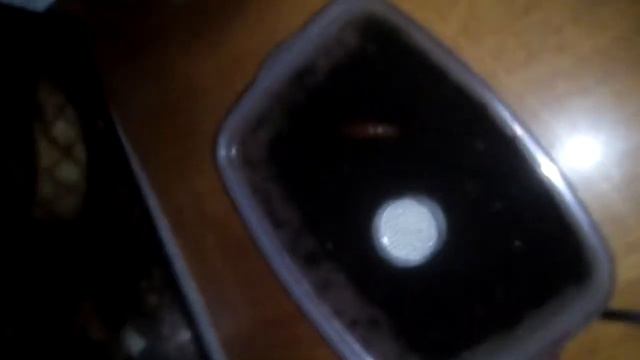 Необичний кокон бабочки смотреть всем смотреть онлайн