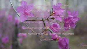 Багульник
